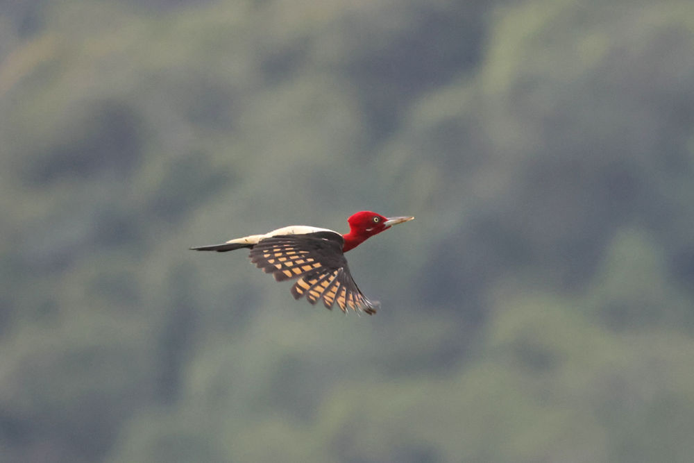 Robust Woodpecker flying over the marsh at Intervales